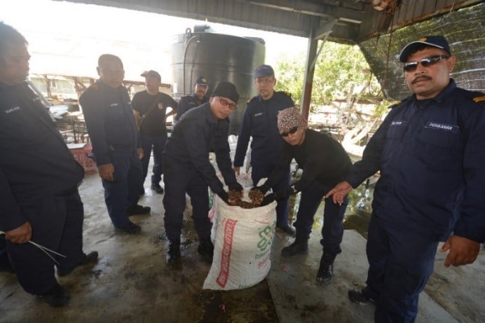 rampasan benih kerang